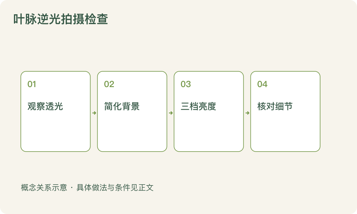 叶脉逆光拍摄检查:观察透光;简化背景;三档亮度;核对细节